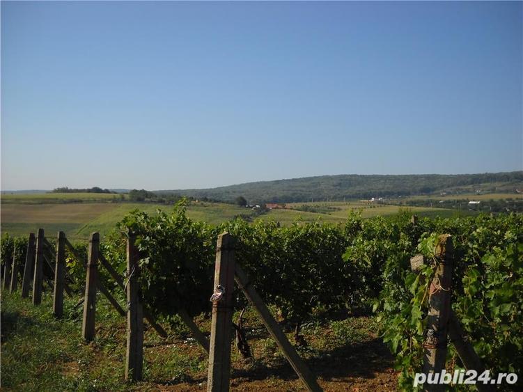 Teren de 6000 mp, în Frumoasa