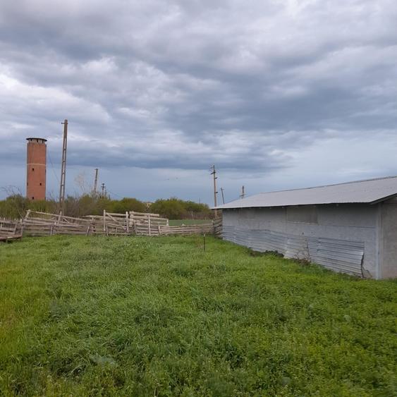Teren agricol intravilan de 5 mp, în Ciuperceni (Cosmești)