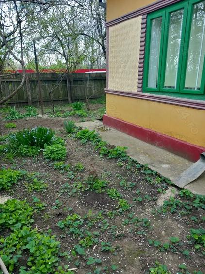 Casa batraneasca si teren de vanzare: Silistraru, Braila - 7