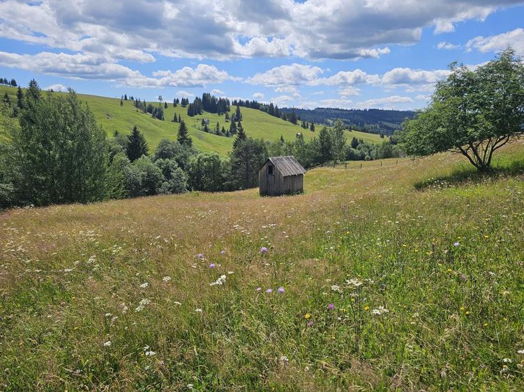 Teren de vanzare extravilan in Bucovina zona Breaza - 1