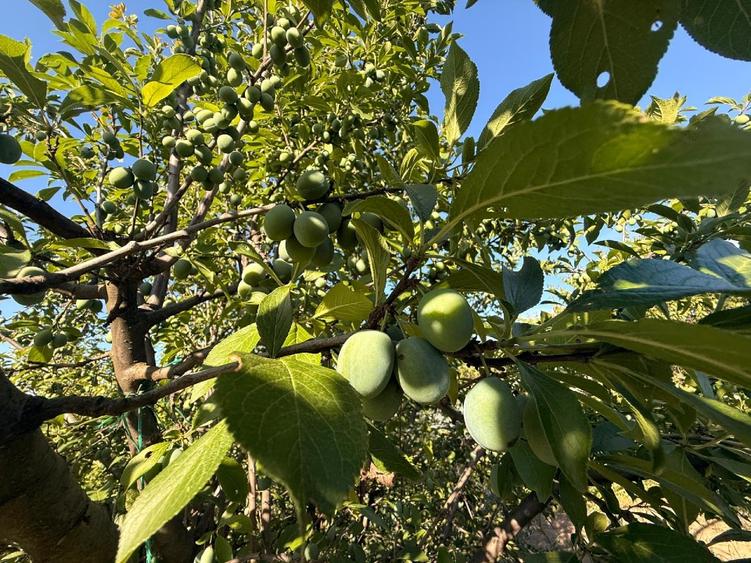 Casă individuală cu 3 camere cu Teren 2889 Mp în Segarcea-Vale