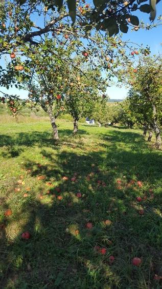 Teren de 6200 mp, în Dumitra