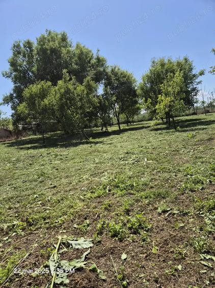 Teren de 1500 mp, în Sălcioara