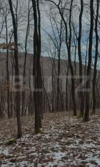 De vanzare Teren extravilan 3300mp - padure, loc. Salicea, jud. Cluj - 1