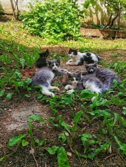 Proprietar inchiriez studio in centrul istoric, pet friendly - 1
