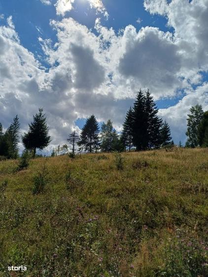 Teren de 15000 mp, în Câmpu lui Neag