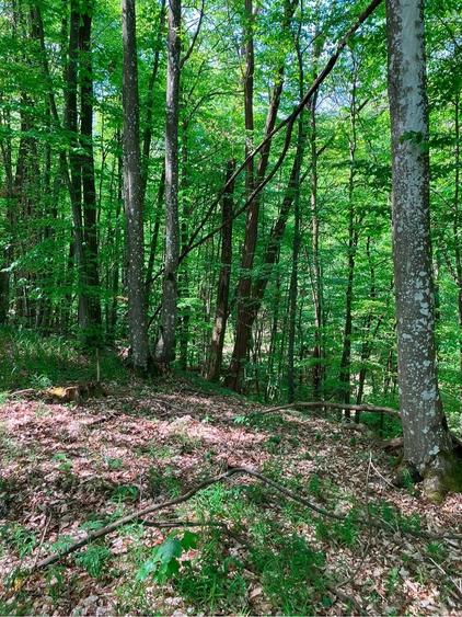 Teren de 100000 mp, în Ohaba-Mâtnic