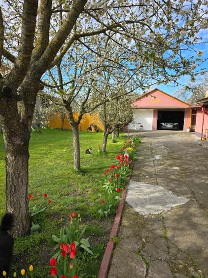 Casă cu 4 camere cu Teren 1900 Mp în Pișchia