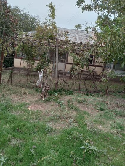 Teren de 1300 mp, în Drăgănescu