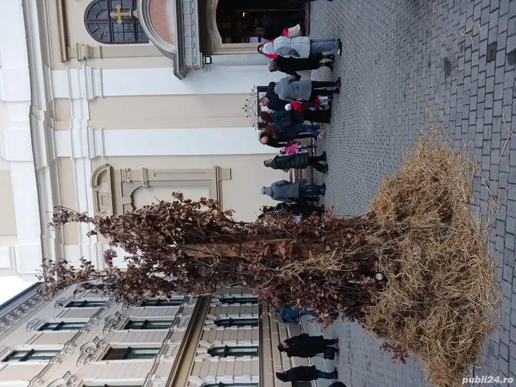 Casă cu 6 camere în Bazoș