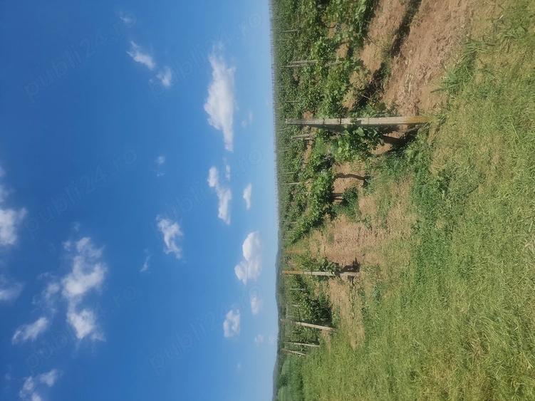 Teren de 15000 mp, în Central