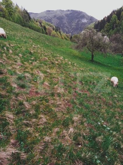 Teren agricol intravilan de 25200 mp, în Bran