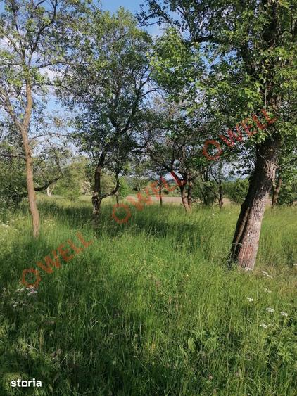 Teren de 8079 mp, în Estelnic