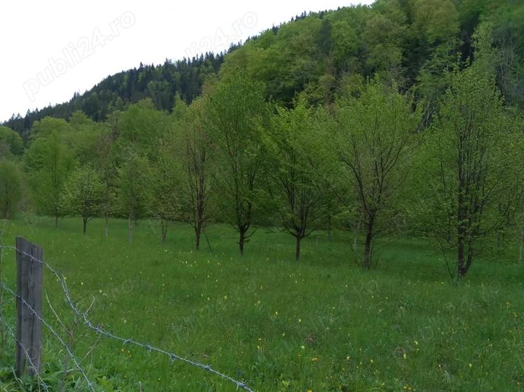 Teren de 3000 mp, în Cazaci
