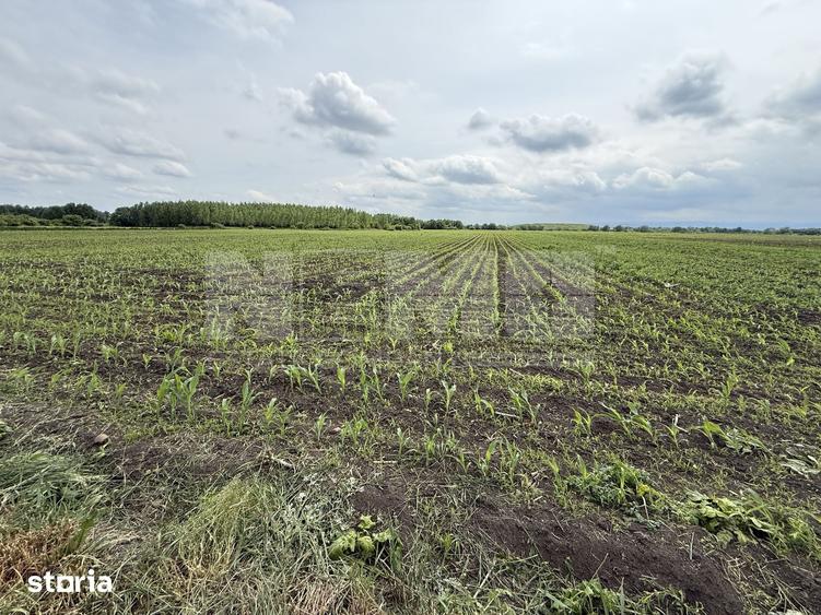 Teren extravilan de vanzare | Satu Mare, jude?ul Suceava | 3.750 mp - 2