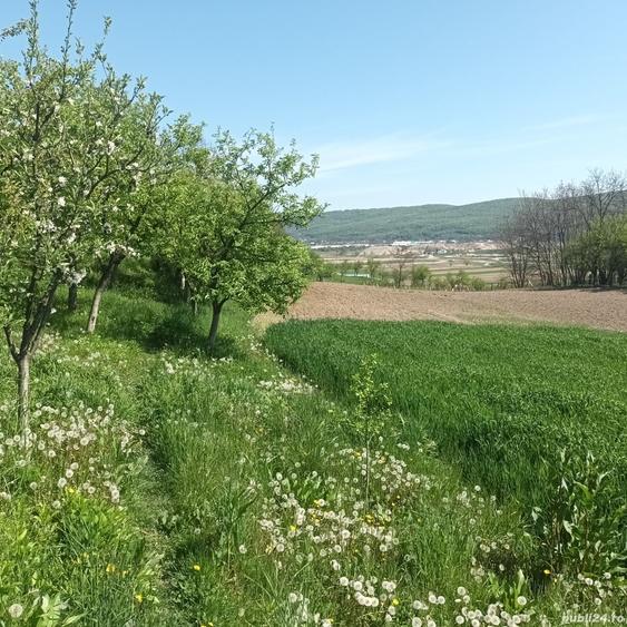 Teren în Micești