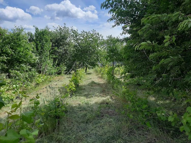 Teren de 1100 mp, în Tomești