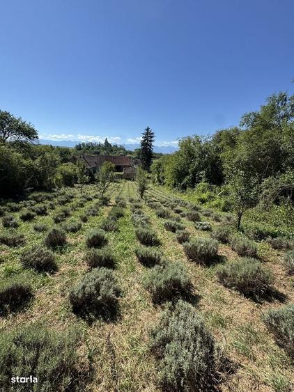 Spațiu comercial, în Săsăuș