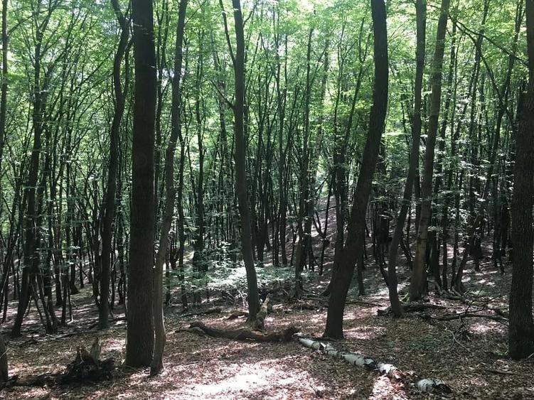 Teren de 14700 mp, în Șeica Mare