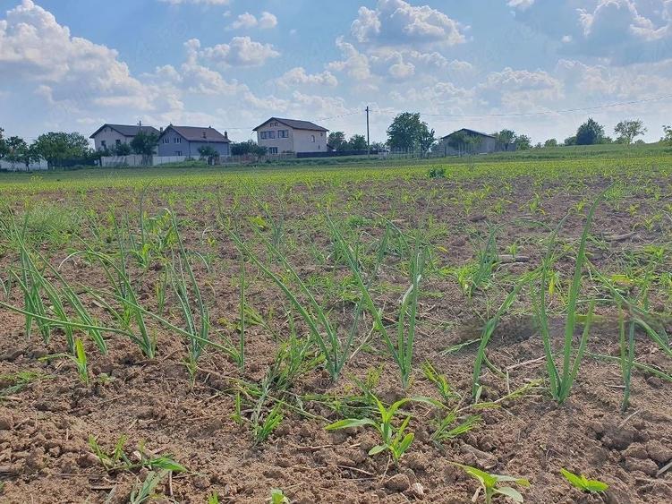 Teren Construcții intravilan de 1000 mp, în Moara Vlăsiei