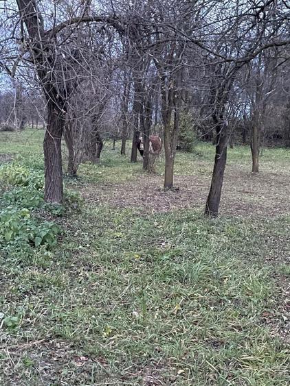 Casă individuală cu 2 camere cu Canalizare în Densuș