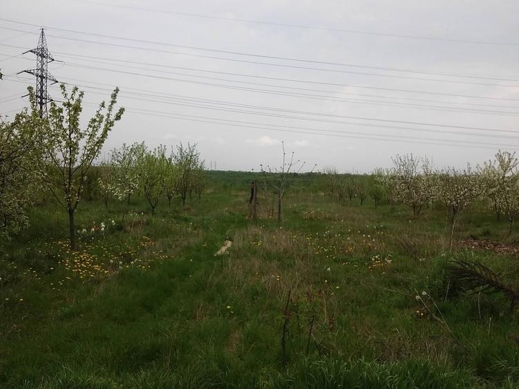 Teren de 3000 mp, în Central