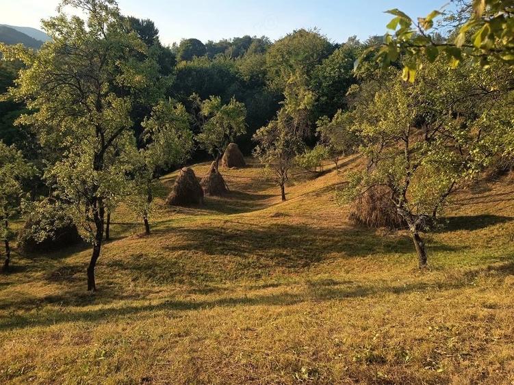 Teren de 600 mp, în Cicănești