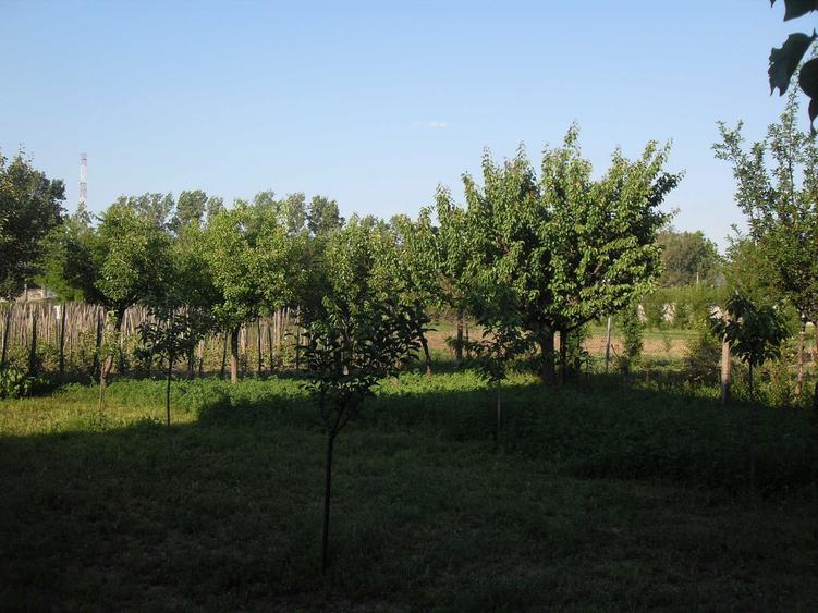 Casă cu 4 camere în Șimian