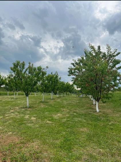 Teren de 1500 mp, în Cordău