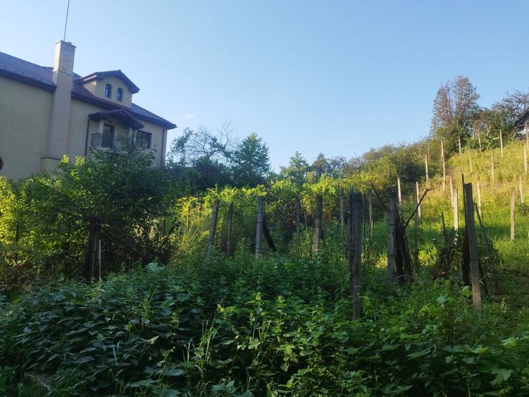Teren Construcții intravilan de 5124 mp, în Cornișa