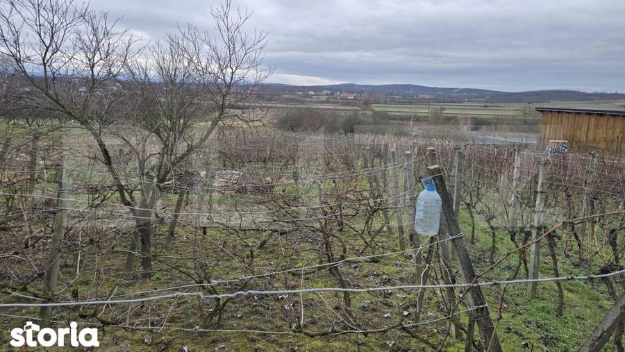 Teren intravilan - livada si vie- 20 ari - Viile SATU MARE - 10
