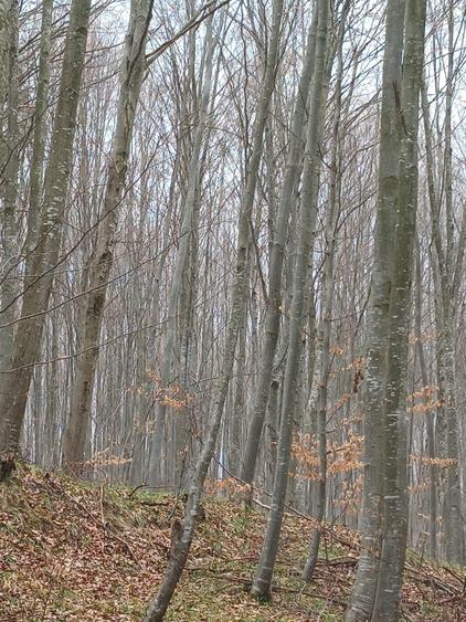Padure compacta de vanzare activ forestier + venit din Carbon X - 3
