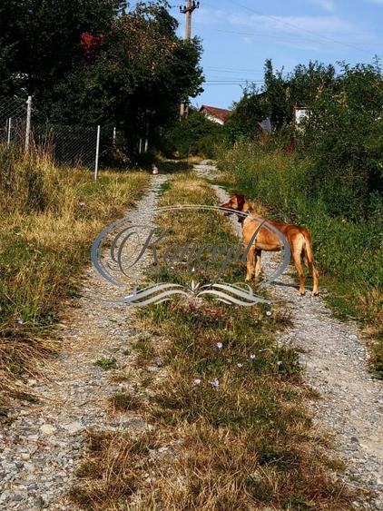 Teren Construcții intravilan de 773 mp, în Ciurila