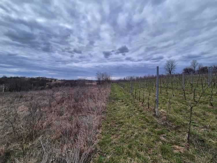 Teren agricol extravilan de 11400 mp, în Iabalcea