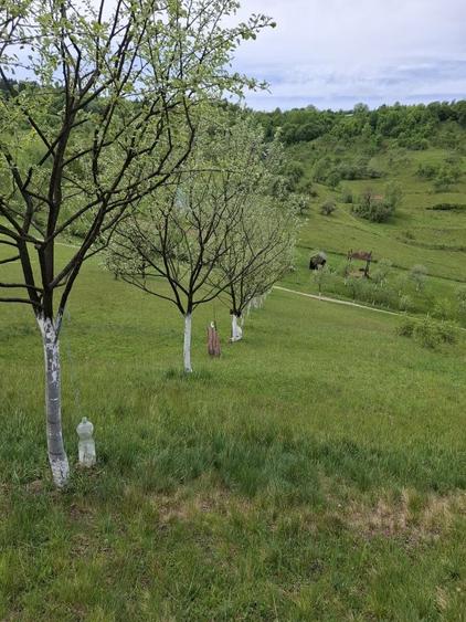Teren de 7000 mp, în Rona de Jos