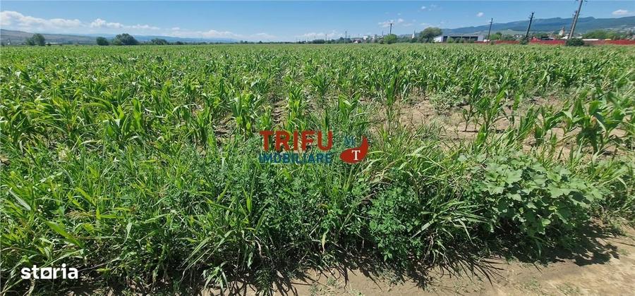 Teren de vanzare langa soseaua de centura, 5100 mp - 7