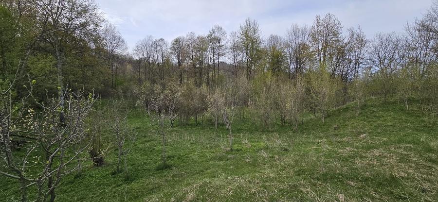 Teren de 3320 mp, în Provița de Sus