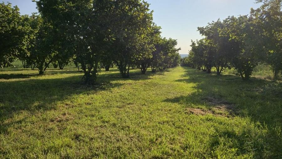 Teren de 10000 mp, în Dorobanți