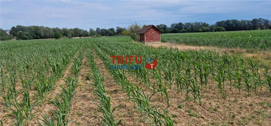Teren agricol intravilan de 5500 mp, în Vințu de Jos