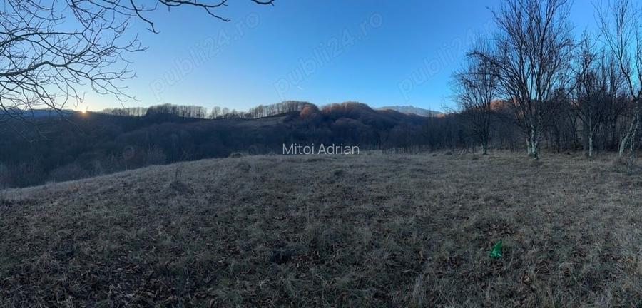 Teren 4000mp Olane?ti Gurguiata Schitul Bradul