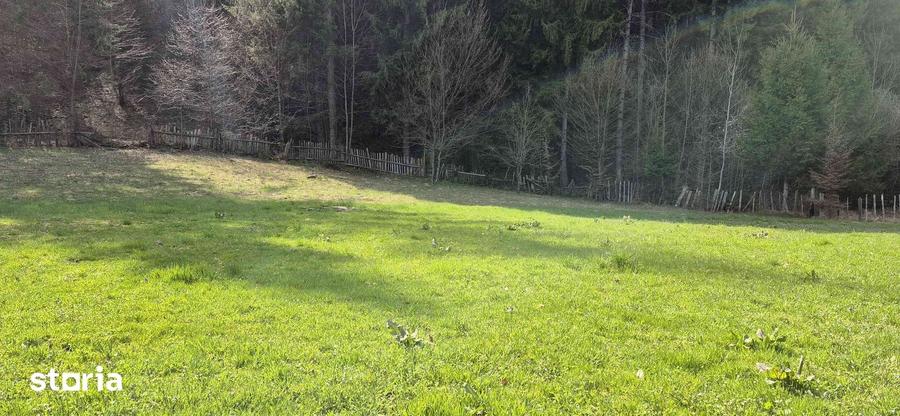 Teren de 4096 mp, în Tarcău