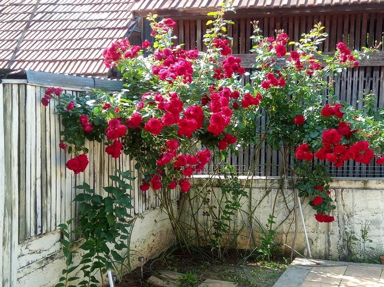 Casă cu 3 camere cu Teren 364 Mp în Ultracentral