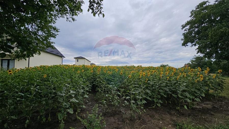 Teren de 2600 mp, în Lisaura