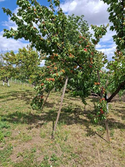 Casă cu 3 camere în Diosig