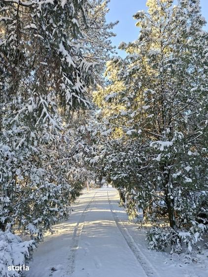 Casa cu Pini. Un refugiu in culoarea naturii. - 5