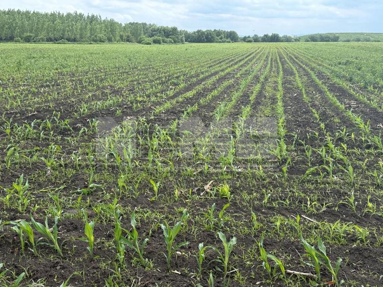Teren agricol extravilan de 3750 mp, în Central