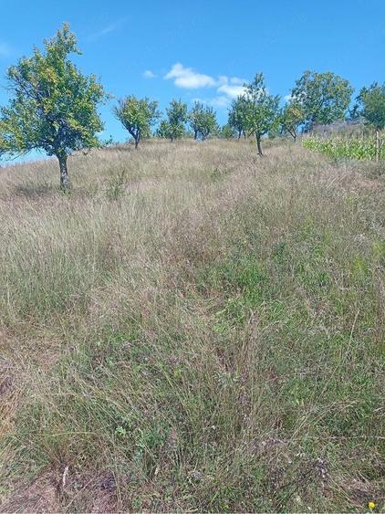 Teren de 3100 mp, în Chiojdu