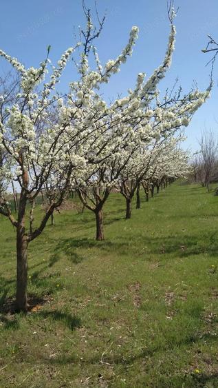 Teren în Gheorghe Lazăr