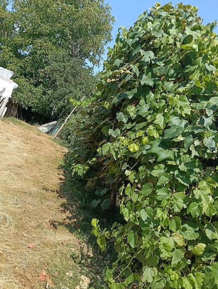 Casă cu Teren 11000 Mp în Valea Poienei