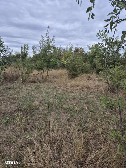 Teren de 5457 mp, în Măgurele